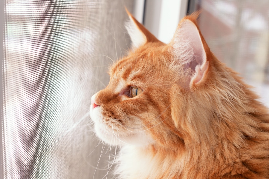 Hypertrophic cardiomyopathy in cats – a silent killer