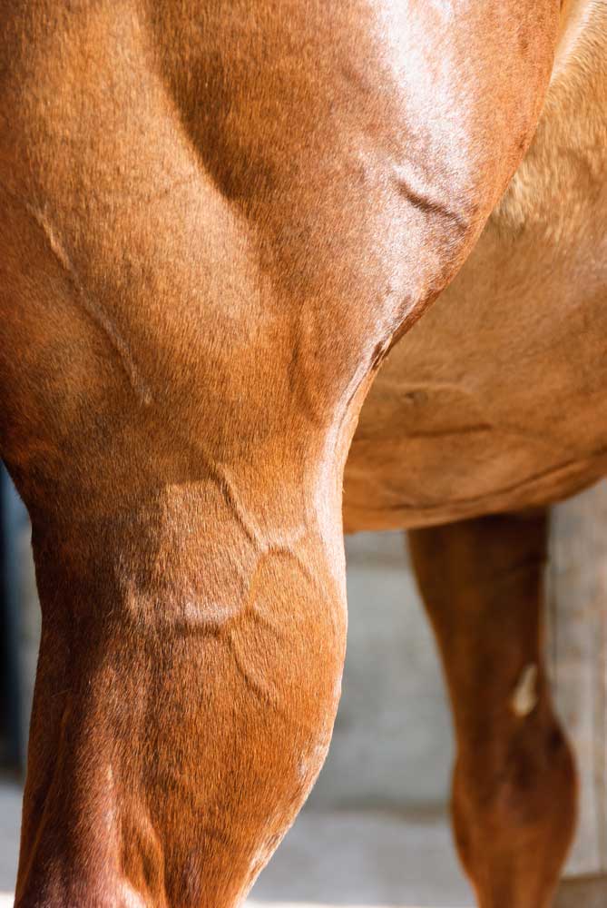 horse leg tying-up