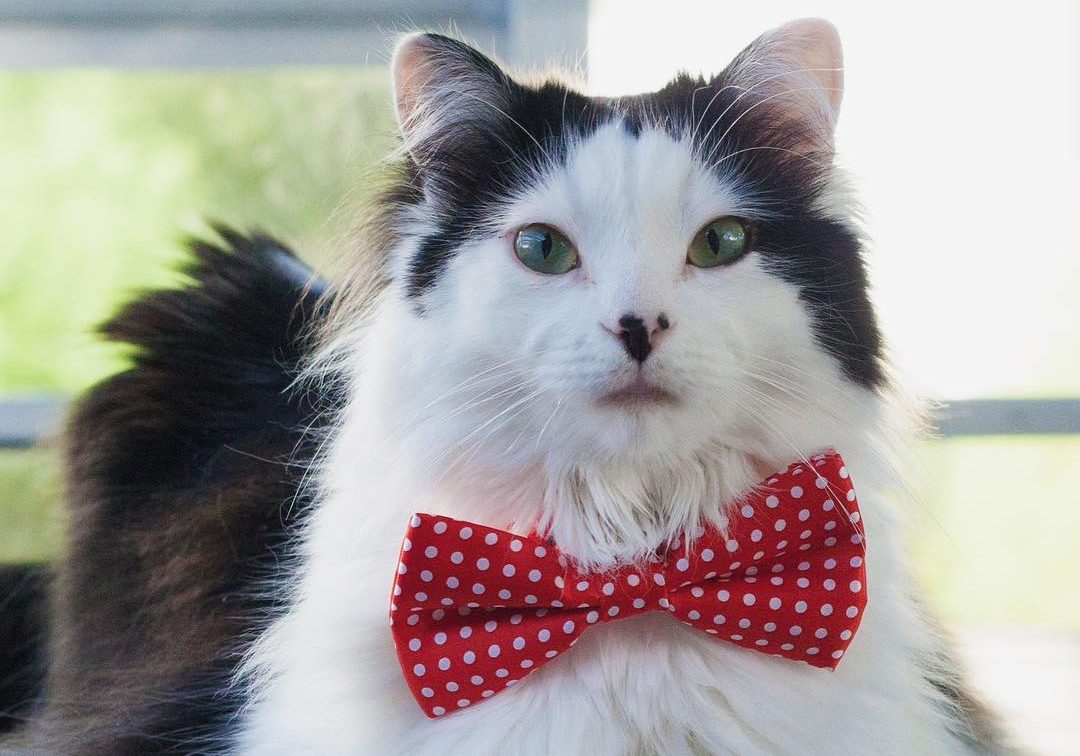 The Oreo Cat Animal Wellness Magazine