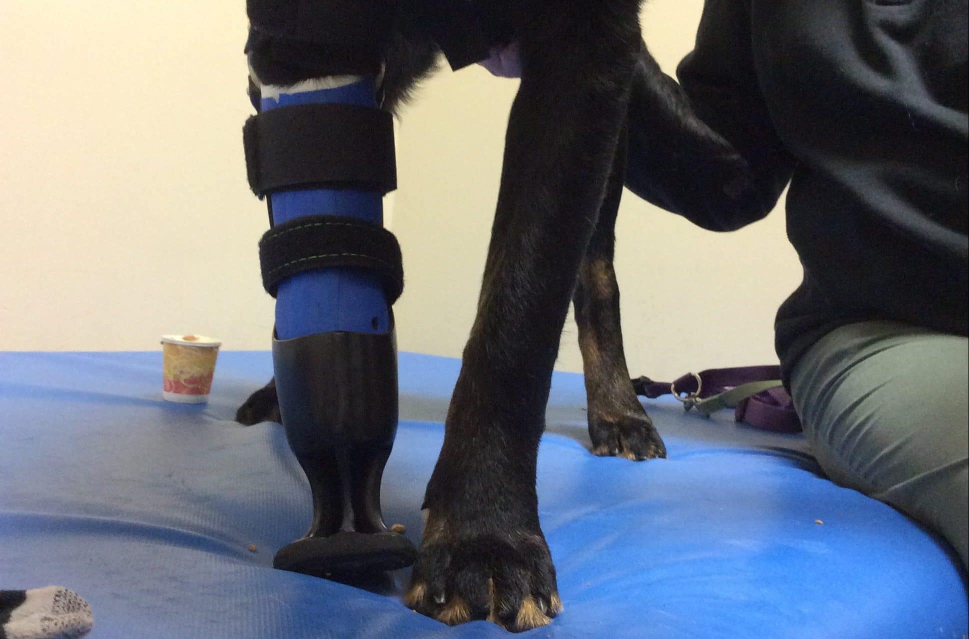 Orthotics and the veterinary nurse