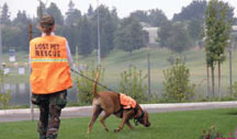 missing dogs