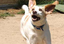 totally abled rescue