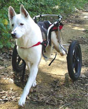 totally abled rescue