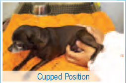 Cranial sacral therapy