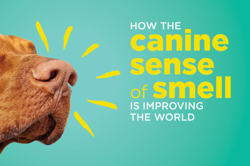 How the canine sense of smell is improving the world