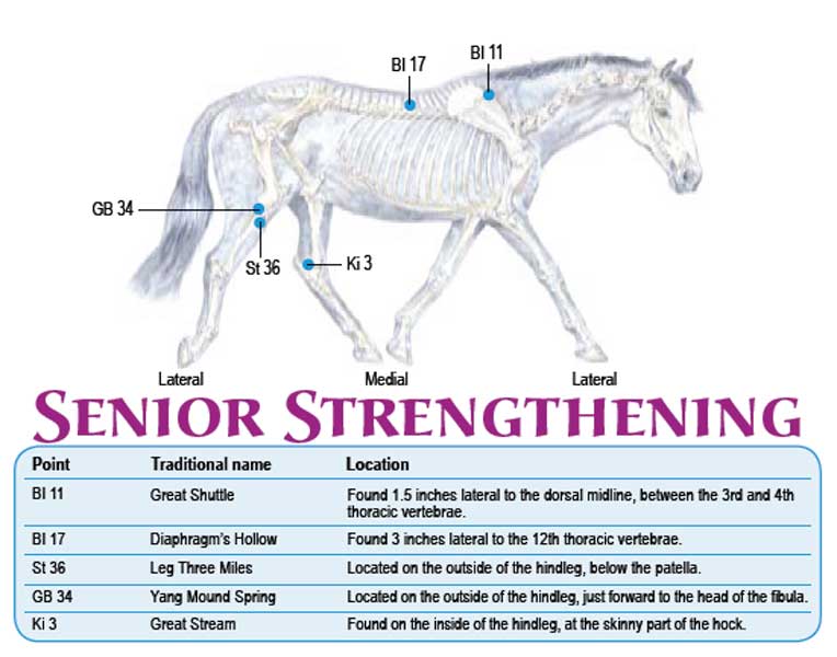 Acupressure-chart-senior-horses