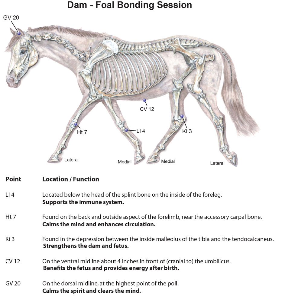 mare foal acupressure