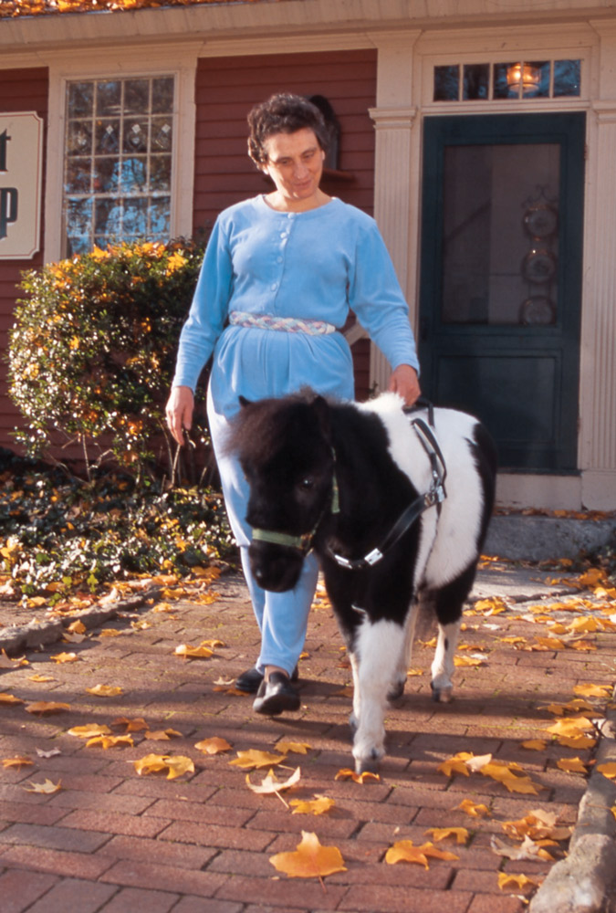 blind therapy horse