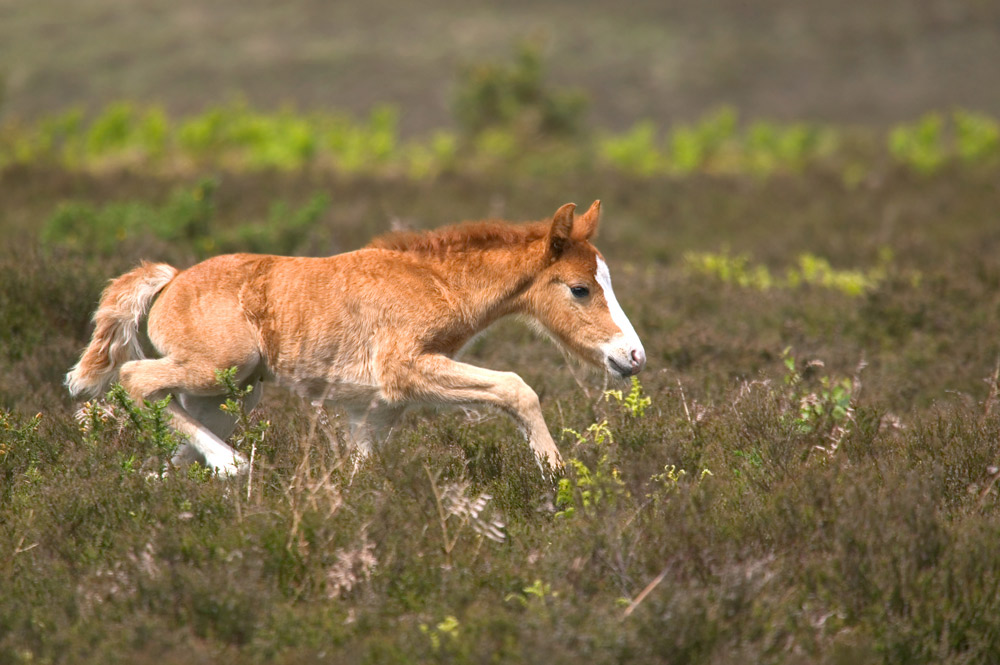 foal