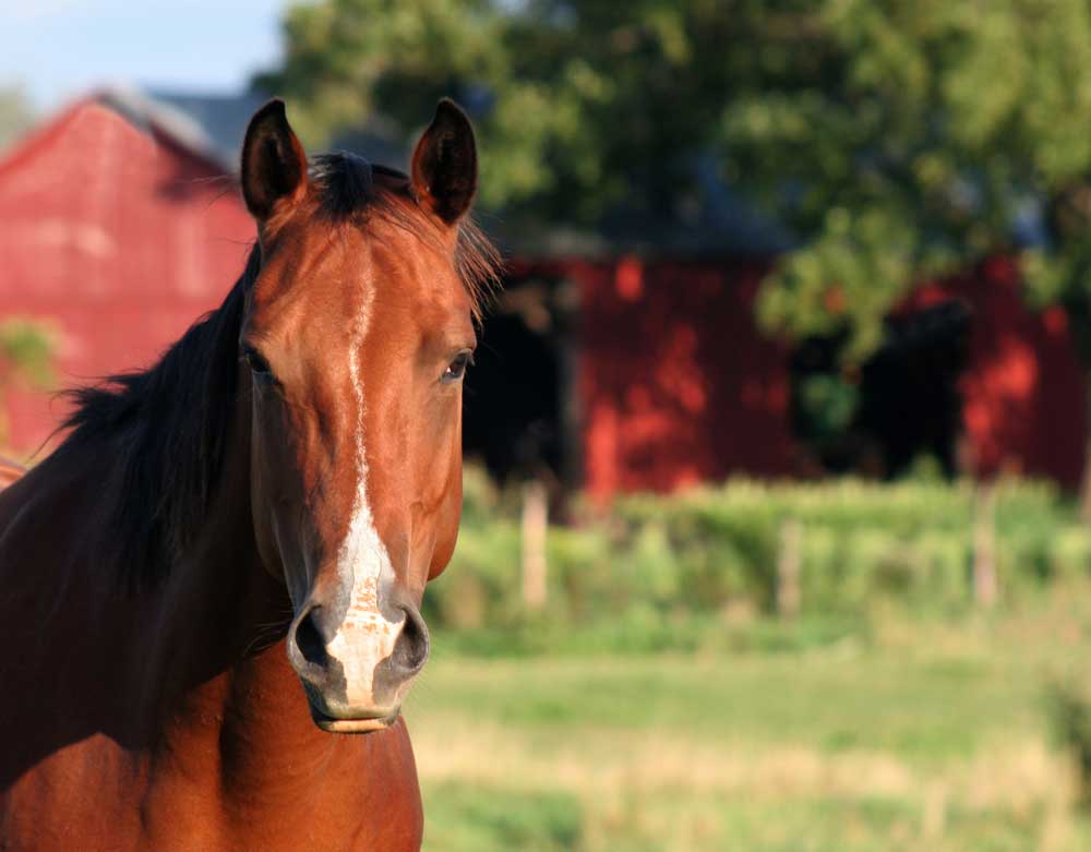 toxic plants and your horse