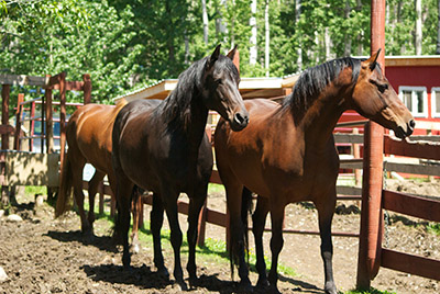 Bear Valley Rescue