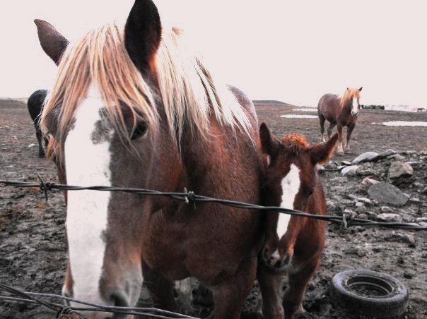 The truth about horse slaughter in Canada