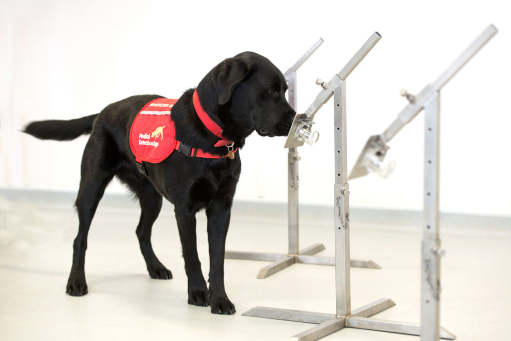 Medical sniffer COVID-19 dogs being trained in the UK