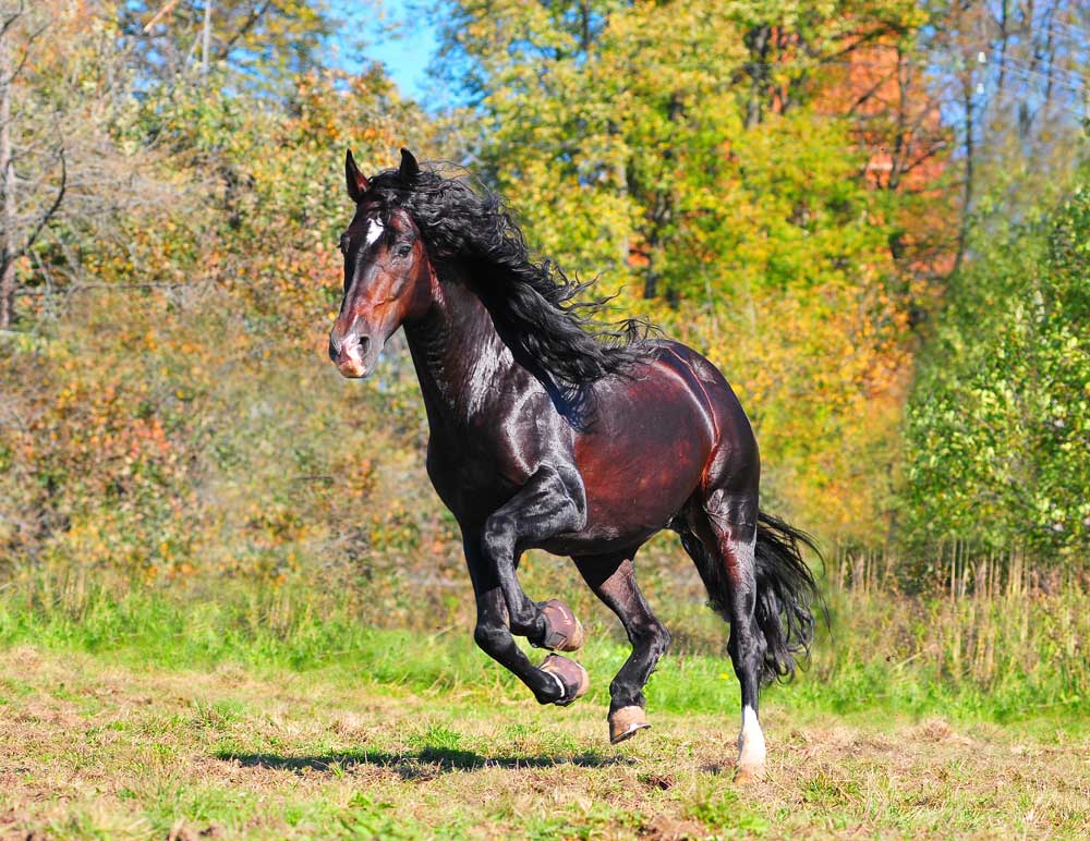 horse running arthritis