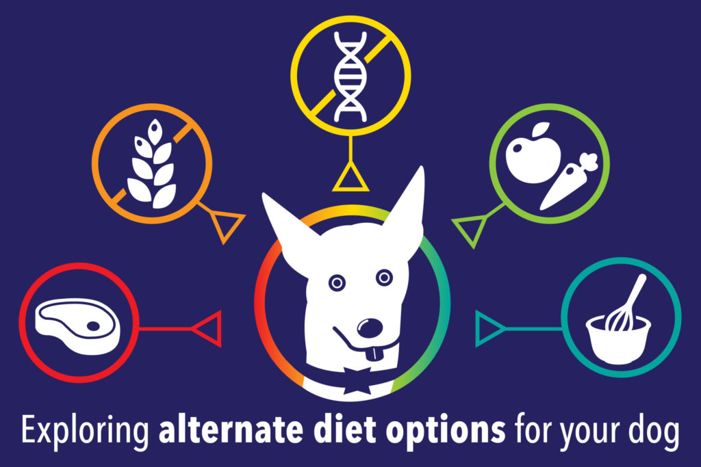 Exploring alternate diet options for your dog