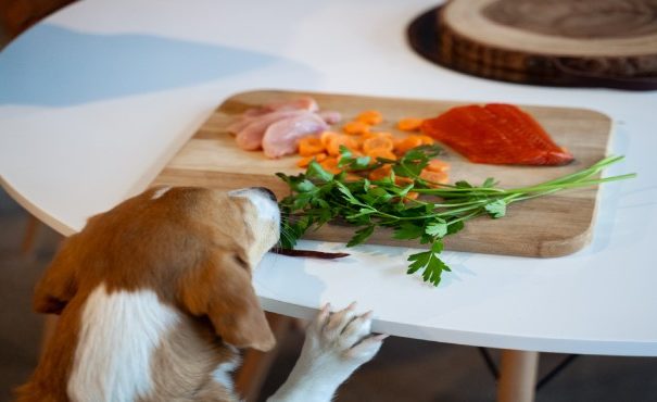 Protein for dogs: one size does not fit all