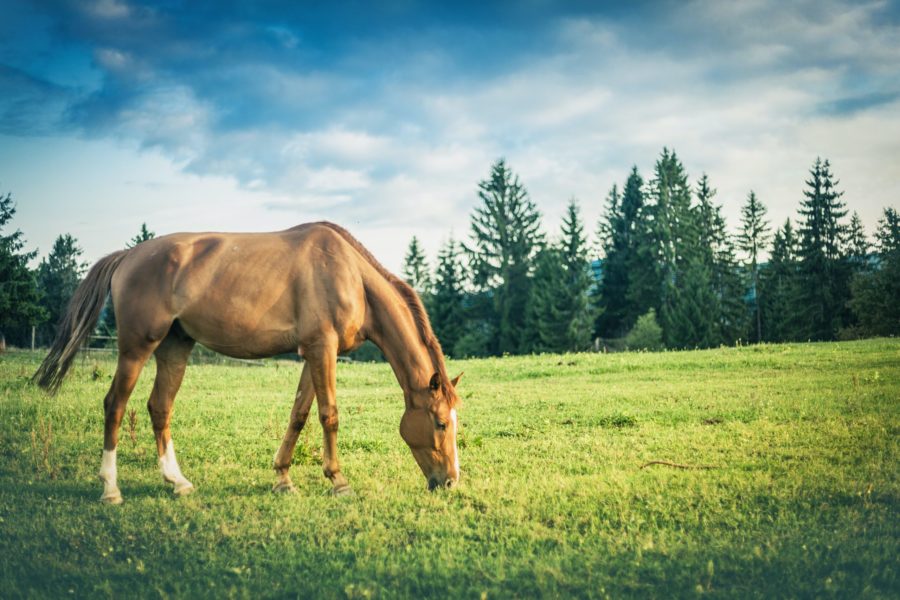 The NASC elevates standards of quality in equine supplements