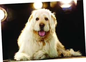 Bocker is a laidback pooch well accustomed to being in the spotlight.