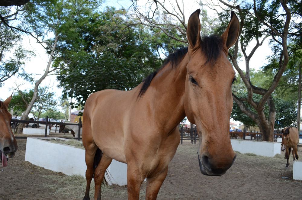 retired racehorse