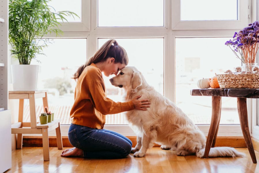 Early cancer detection in the healthy dog