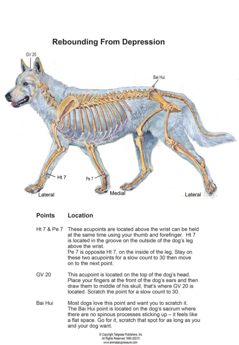 acupressure for depression in dogs