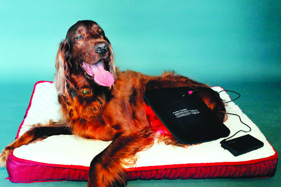 Canine Light Therapy