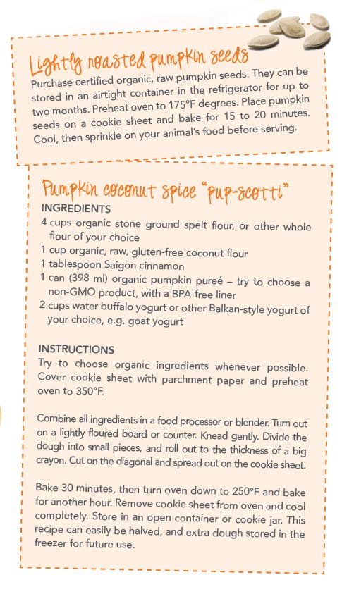 canine pumpkin coconut spice pup-scotti recipe