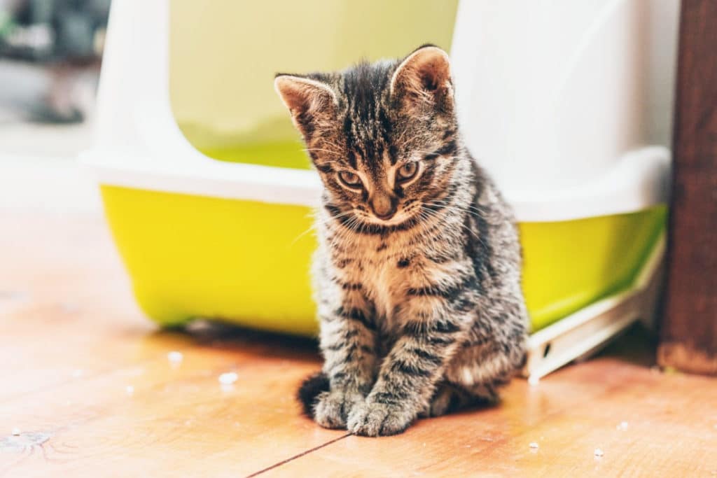 Integrative treatment for inappropriate urination in cats