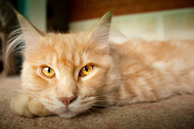 natural remedies for arthritic cats