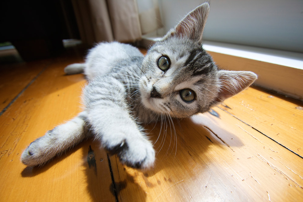 cat laying on floor