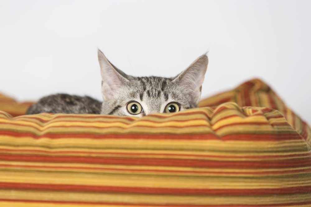 3 ways to help your scaredy-cat!