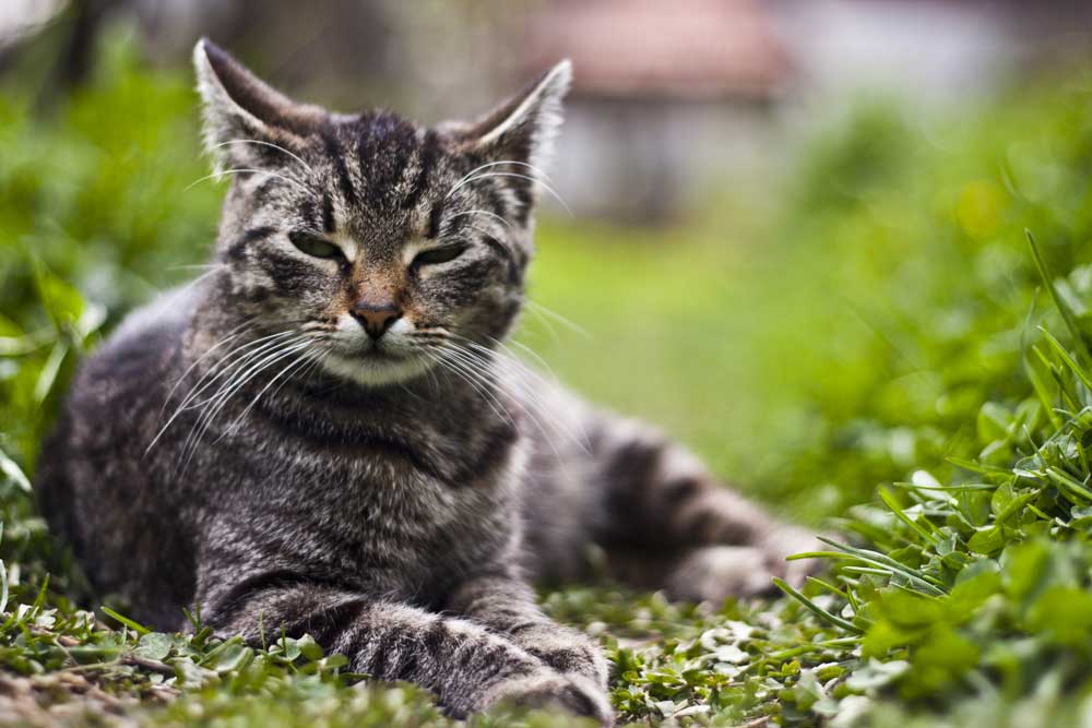 arthritis in cats