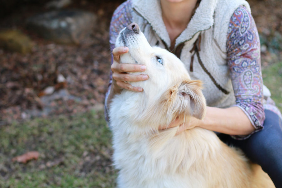 What chiropractic care can do for your senior canine