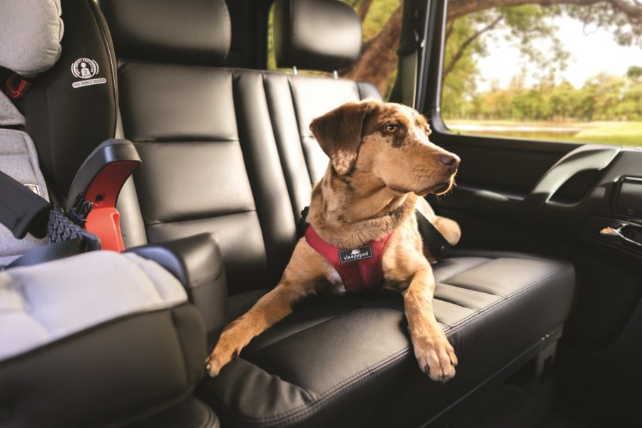 Is your dog a good passenger?