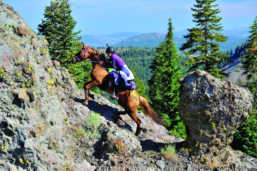 Adventures in endurance riding