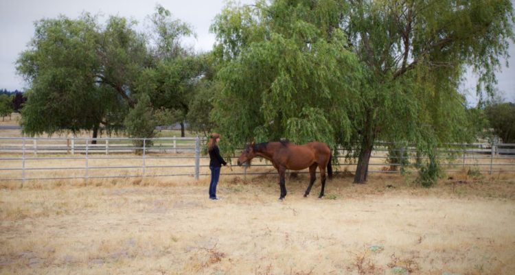 Reiki for equine trauma