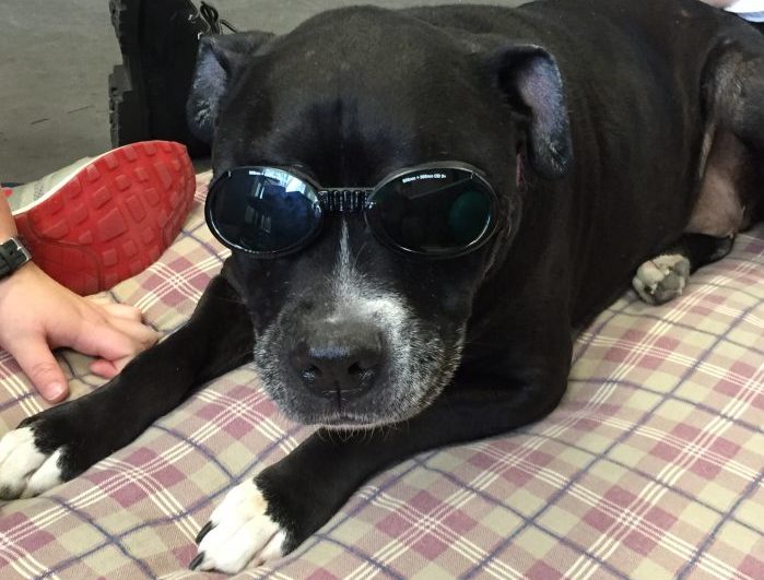 laser therapy for dogs