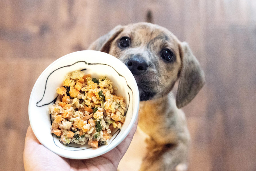 Top 5 benefits of feeding your pet fresh food