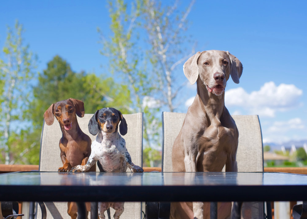 harlow sage indiana reese