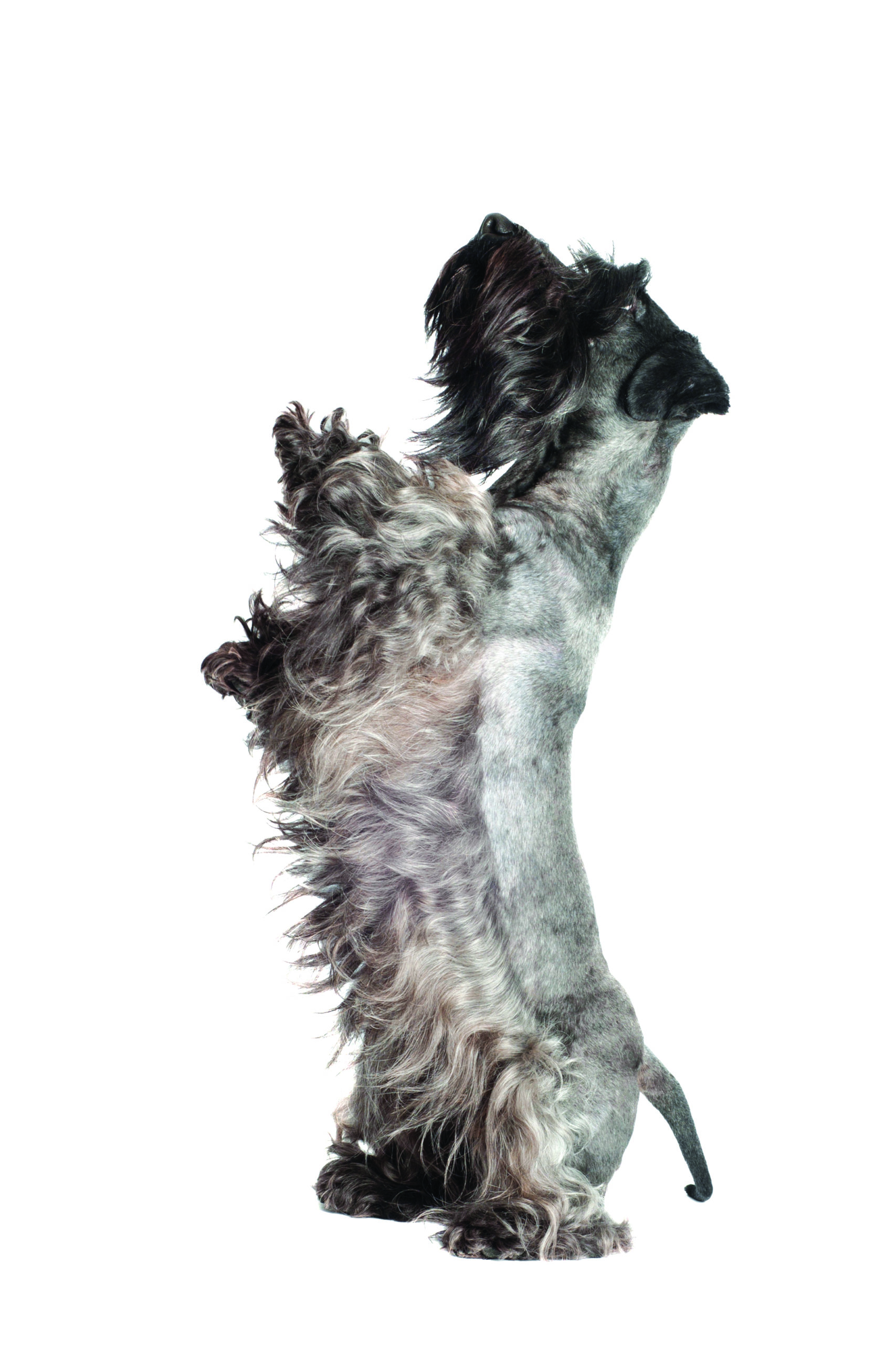 DancingDOg-ThinkstockPhotos-162439989