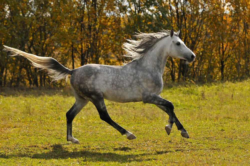 shockwave therapy for horses