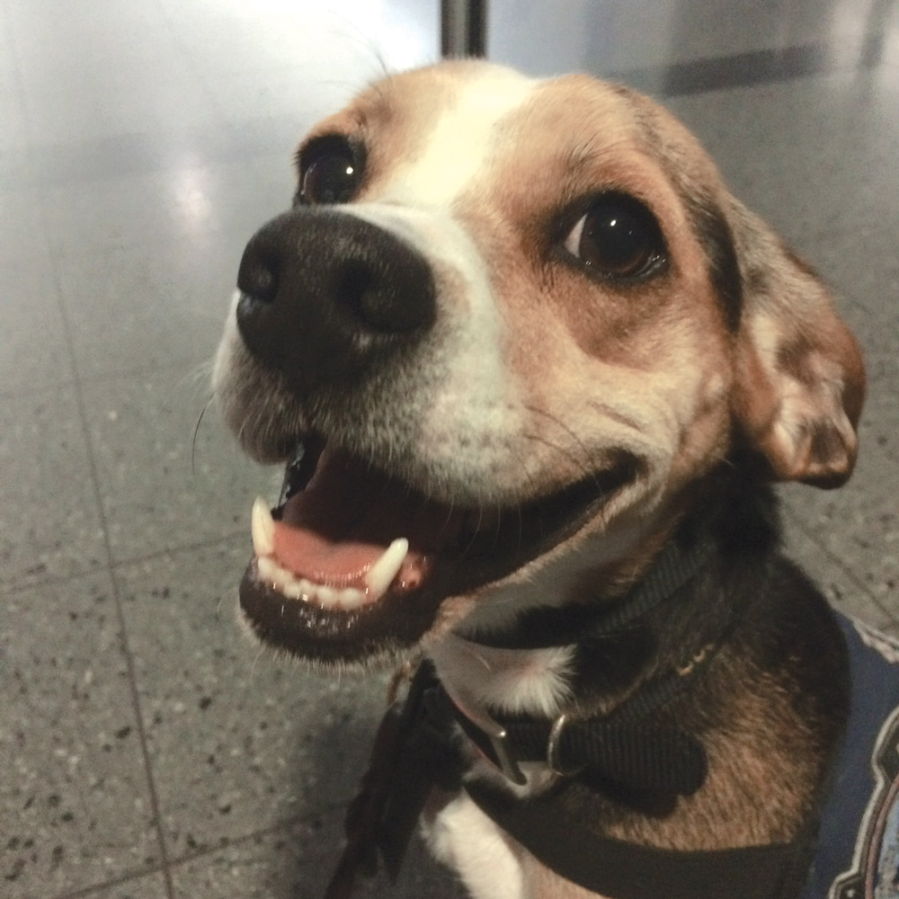 Beagle brigade dino
