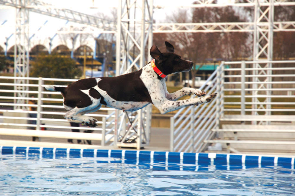 dock diving