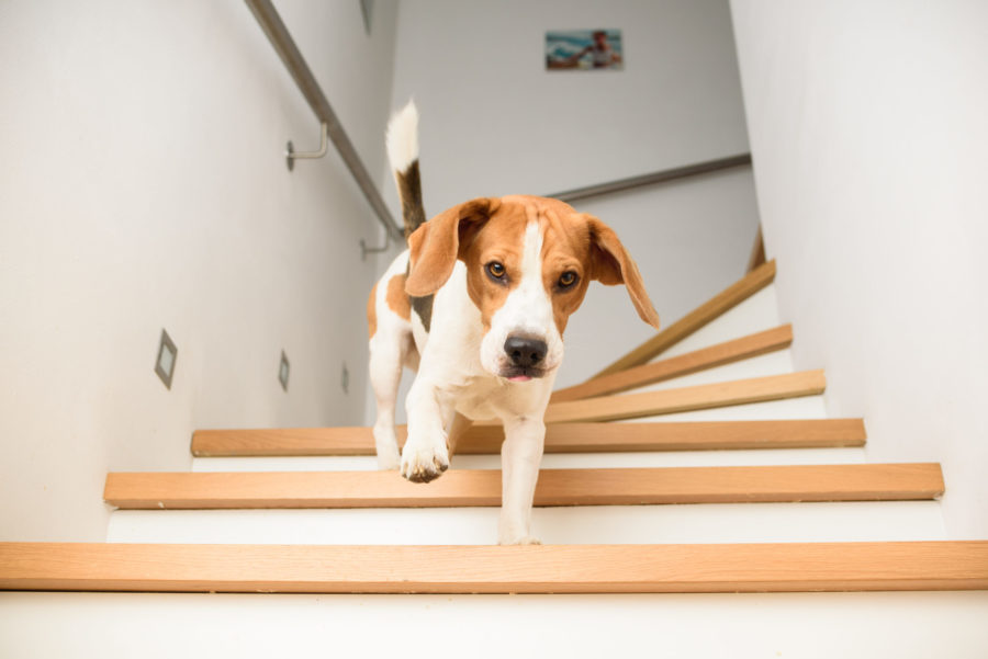 DIY indoor dog obstacle course