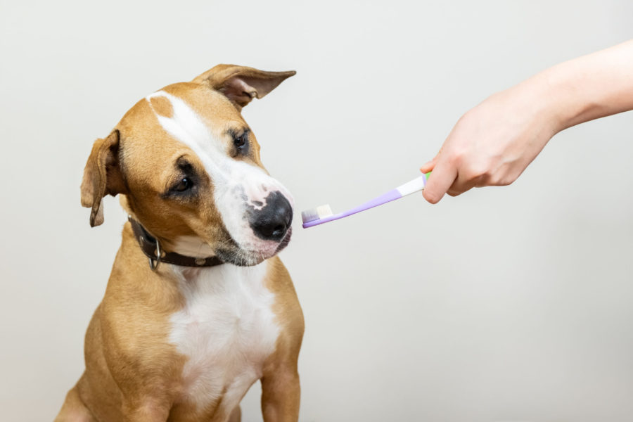 DIY dog toothpaste