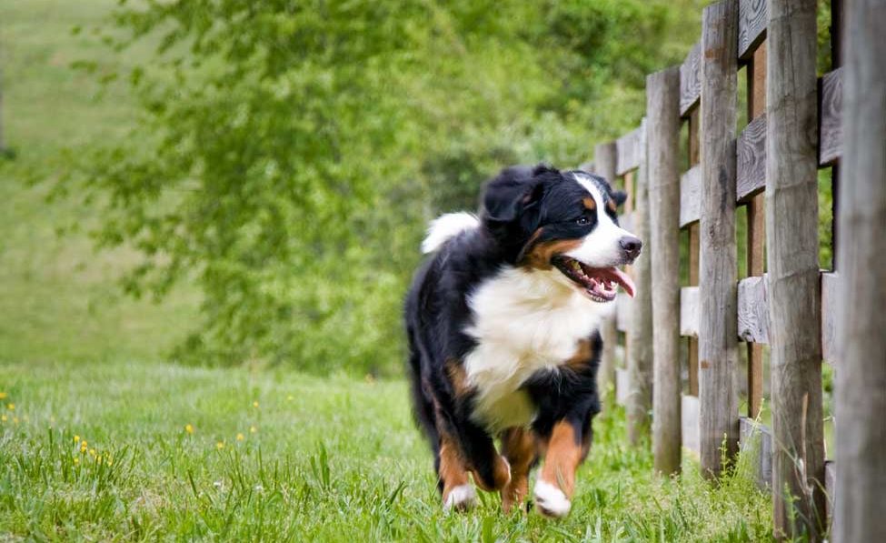 The right fence for your dog