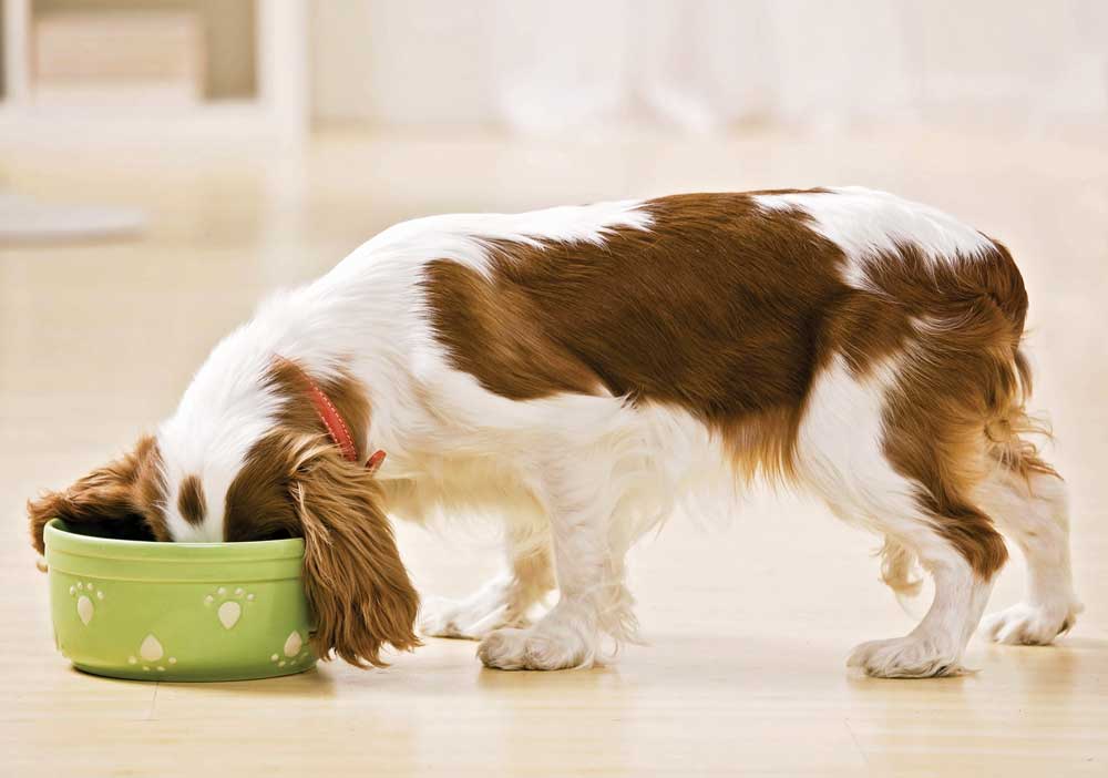 dog dishes dog food