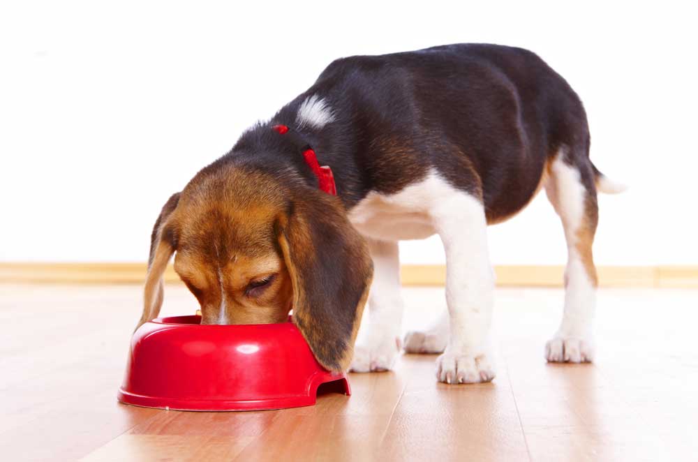 8 tasty meal toppers for your dog