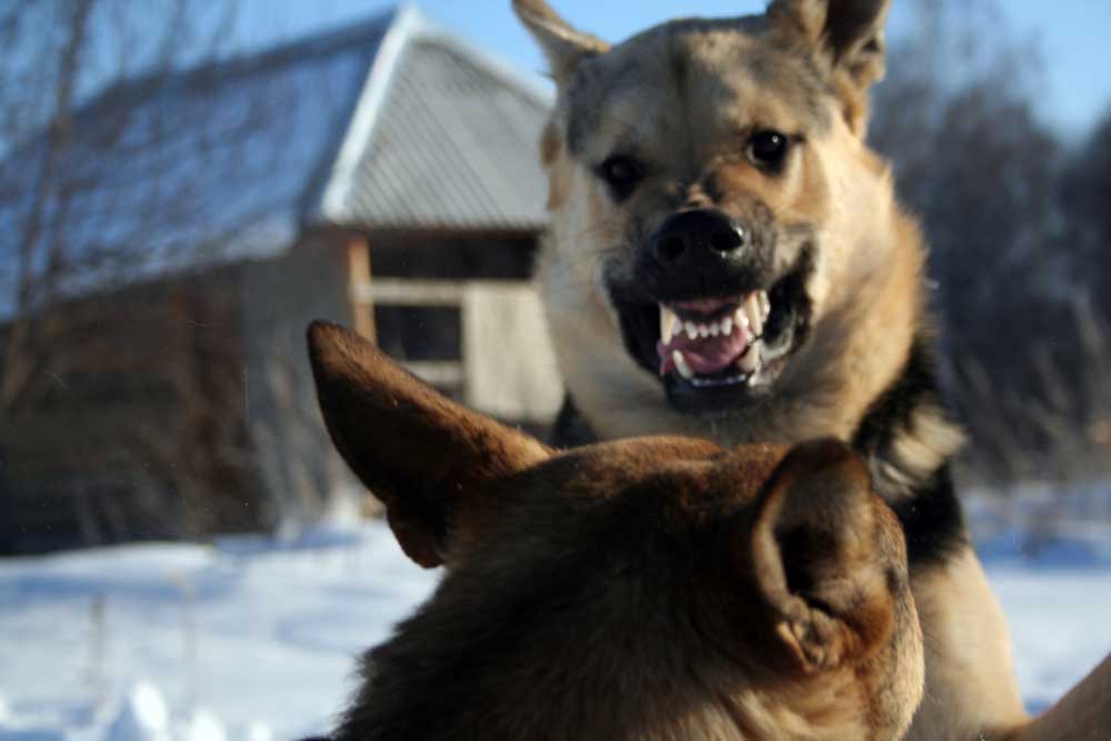 5 tips for dealing with a dog fight