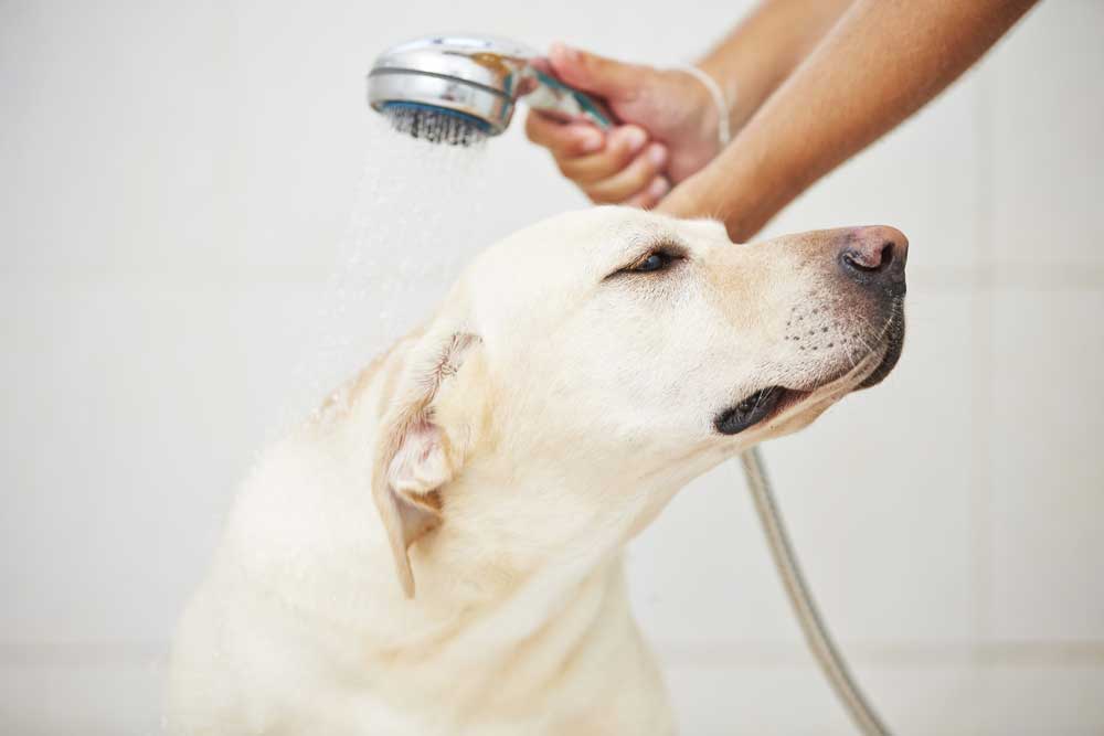 Tips for bathing your dog